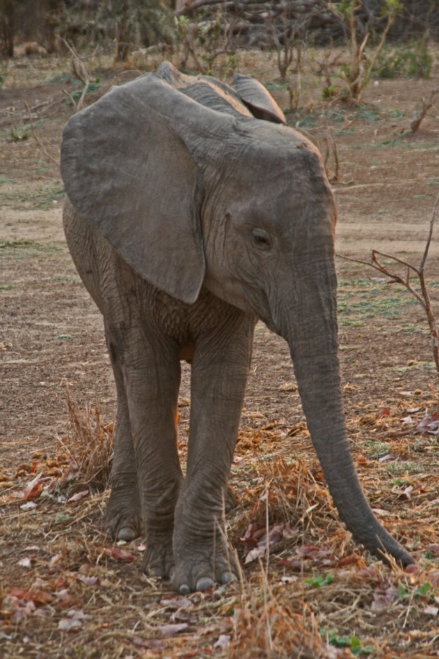 shy little elephant
