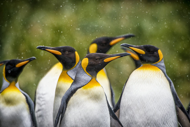 Wereld pinguin dag