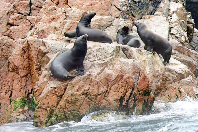 Peruaanse zeeleeuwen