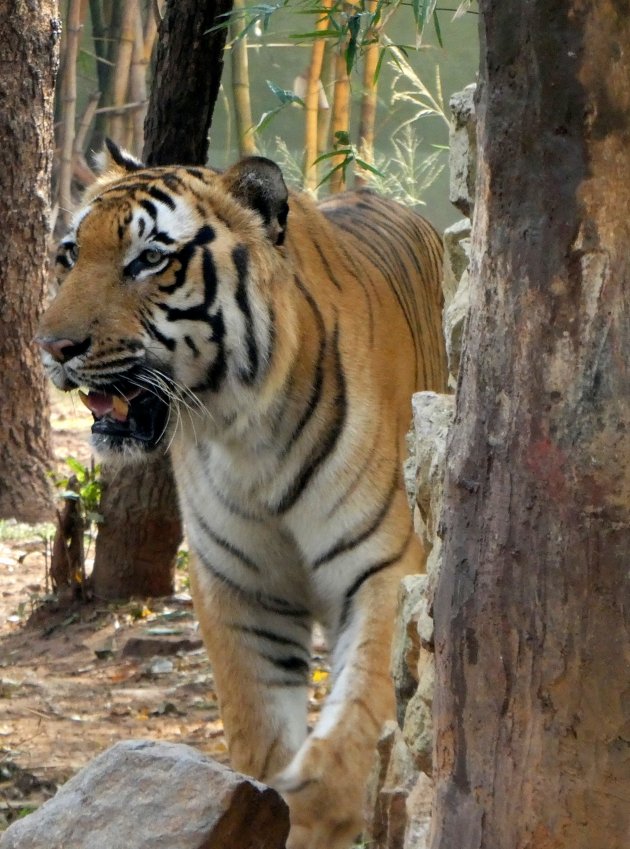 Indische tijger