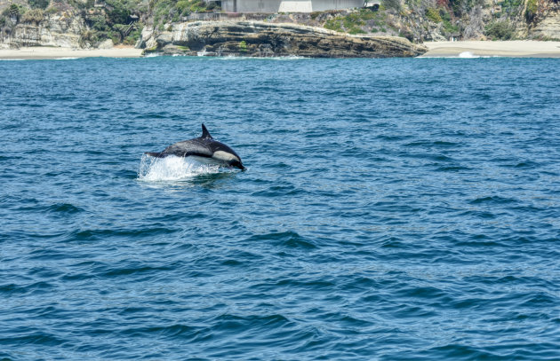 Dolfijnen spotten in Dana Point