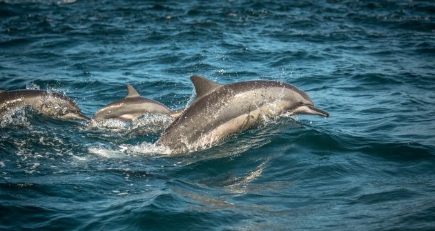 Dolfijnen Kalpitiya kust Sri Lanka