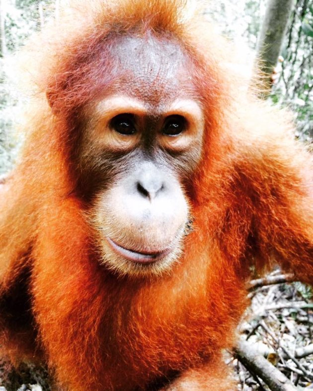 orang-oetan op Sumatra