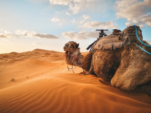 Nieuwe vrienden maken in de Sahara..