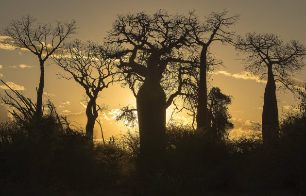Baobabs in avondzon