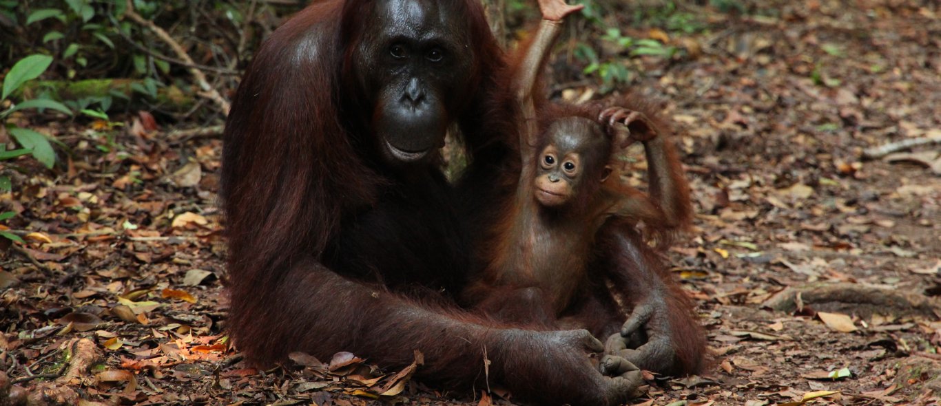 Treurig: orang-oetan neemt het op tegen bulldozer image