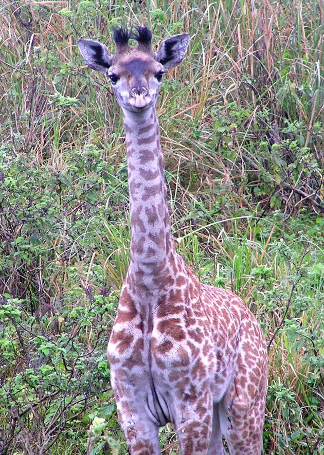 jonge giraffe