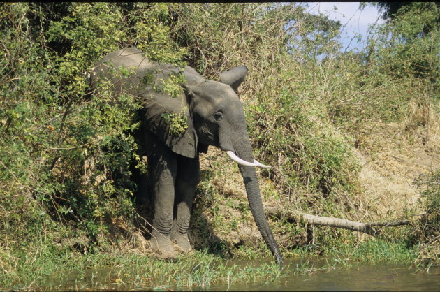 Elephant at The Zambezi