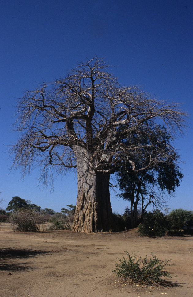 Baobabtree