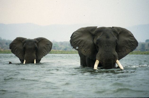 Elepants crossing The Zambezi