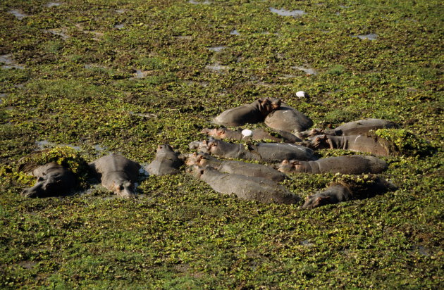 Hippo's in the Luangwa River