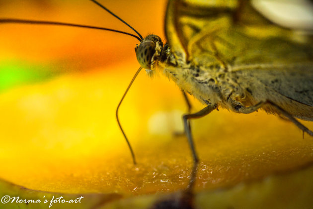 Vlinders op Bohol