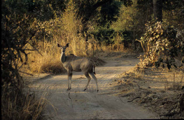 Greater Kudu in South Luangwa