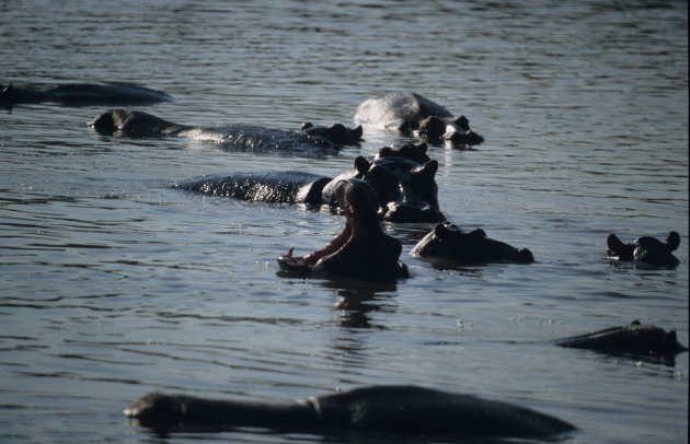 Hippo's in the Luwi River