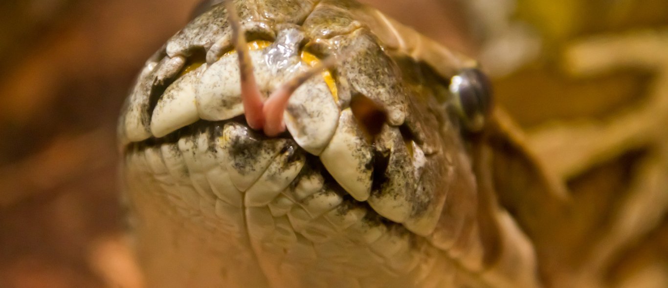 7 meter lange python eet vrouw LEVEND op image