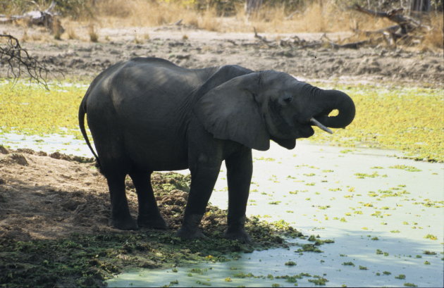Elephant in Luangwa Nat. Park