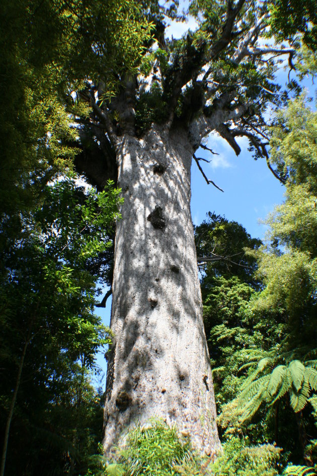 Grootste boom