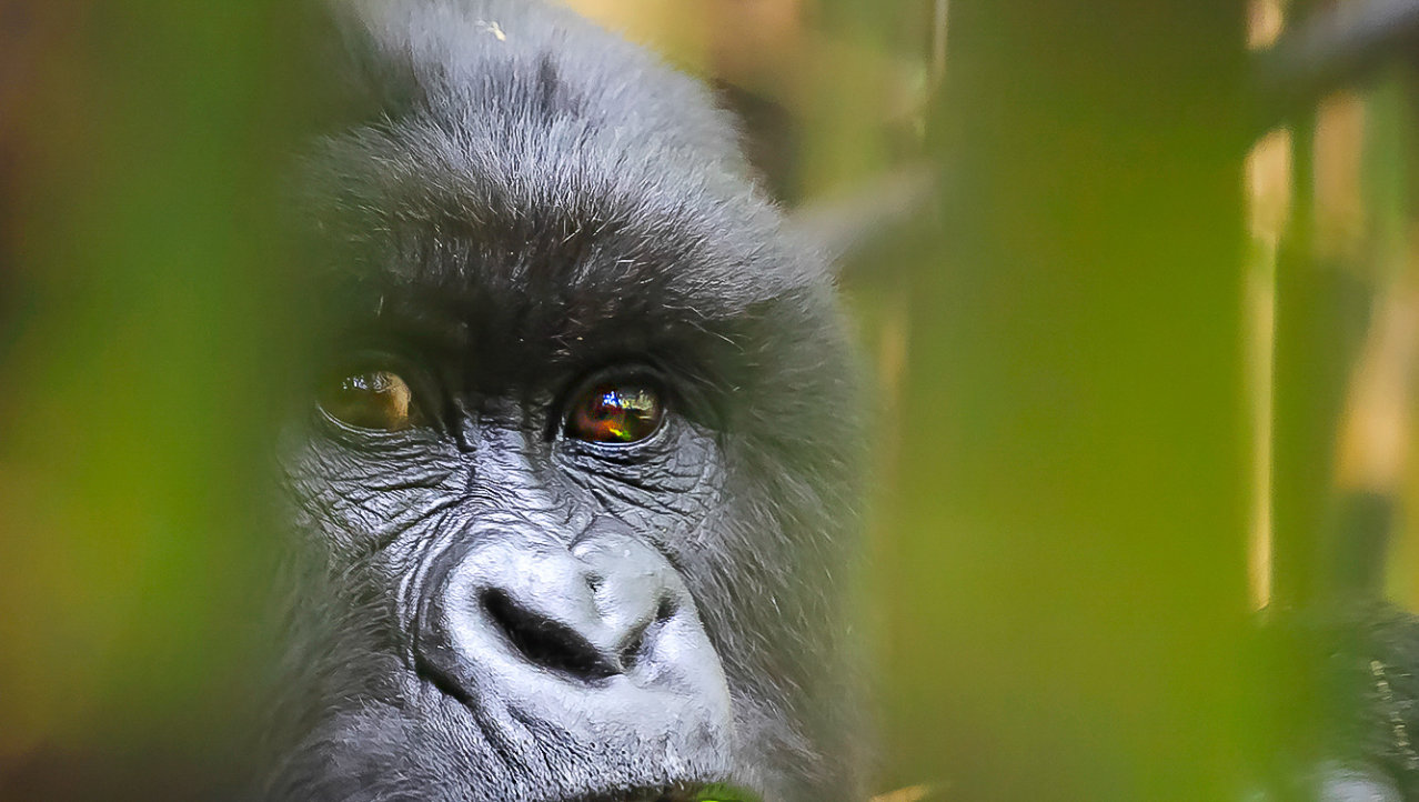 Gorillas bespieden