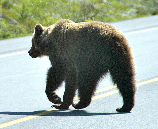 beer op de weg