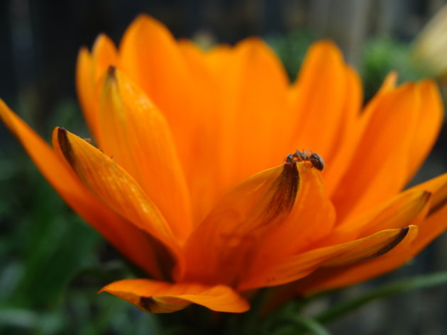 Mier op oranje bloem