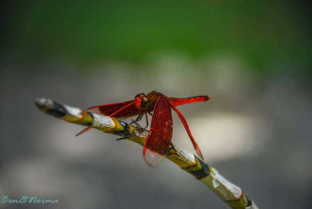 Rode libelles op Bohol