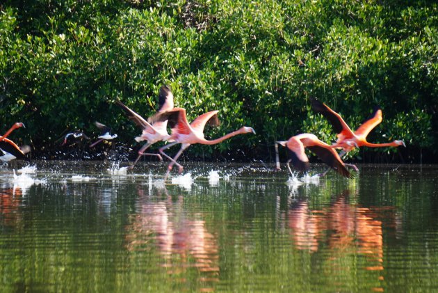 Flamingo's in de vroege morgen