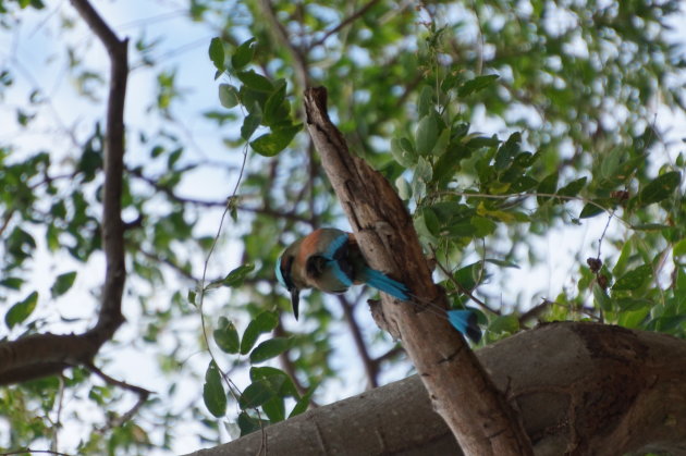 Vogel in Nicaragua