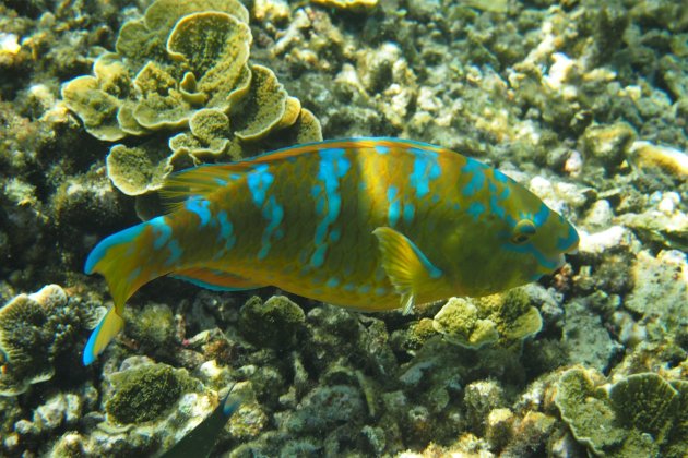 Scarus ghobban (blue barred parrotfish)