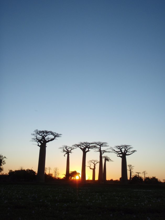 avenue de baobab