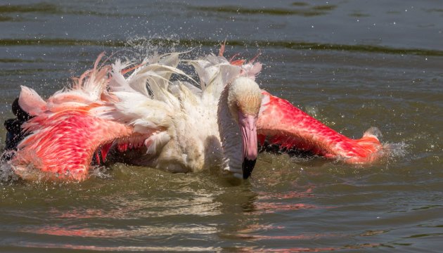 Even een afkoelend bad voor de flamingo