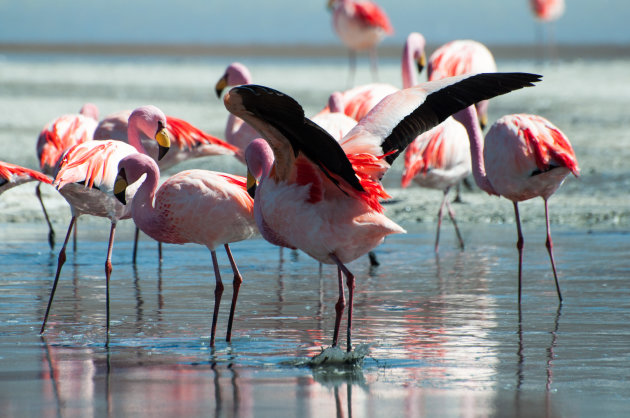 Flamingo's zie je hier