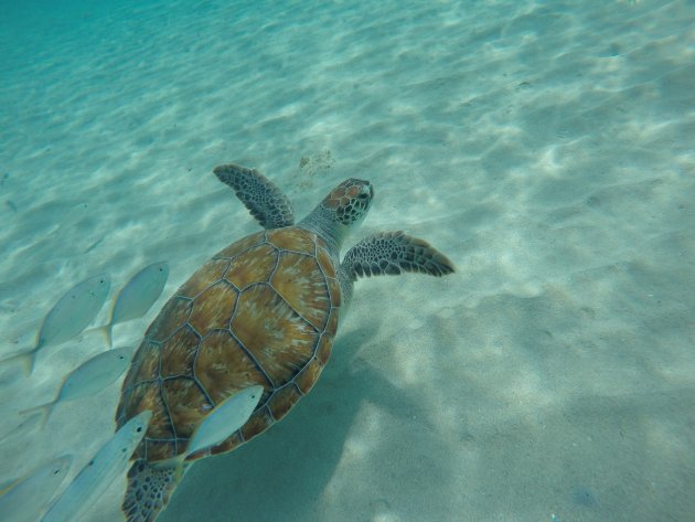 Snorkel op zoek naar schildpadden