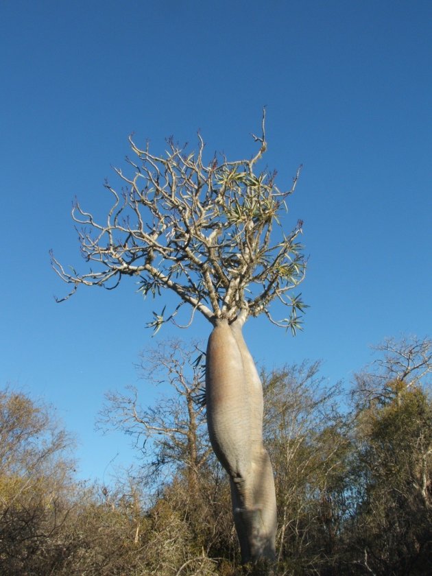 andere soort Baobab