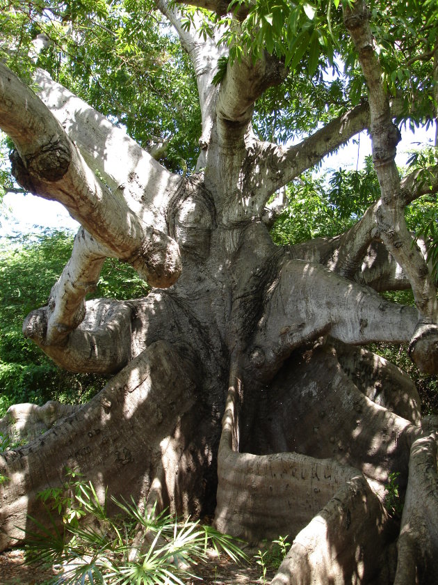 een bijna menselijke boom