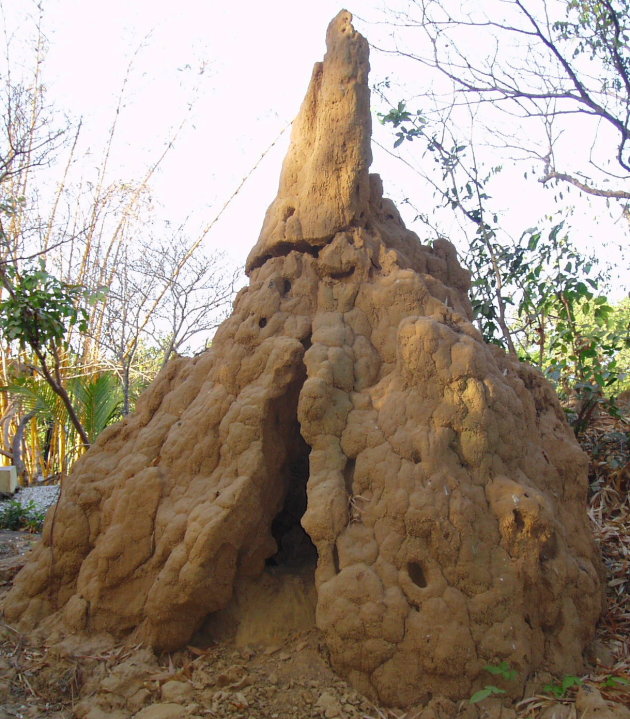 termietenhoop