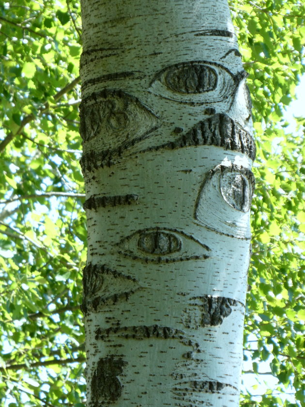 Bomen met ogen