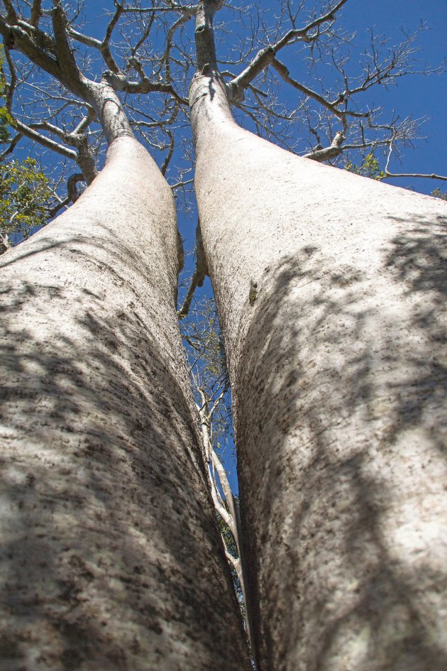 Tweeling Baobab