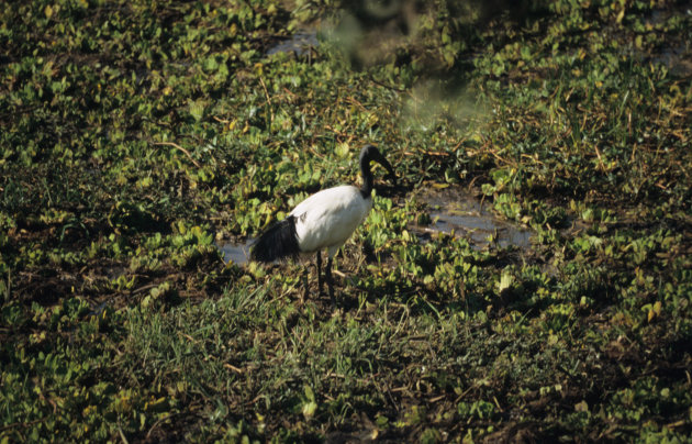 Sacred Ibis in Luangwa River