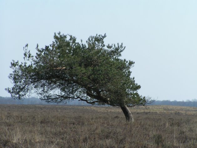 Eenzame boom op Dwingeldervel