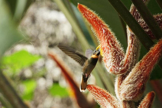 Feeding hummingbird