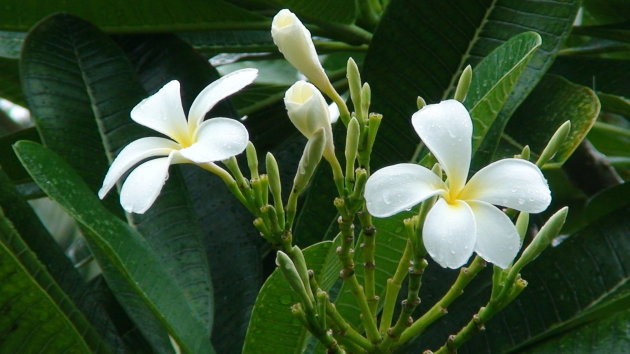 tropische bloemen