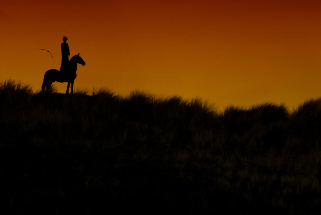 Horse in silhouette