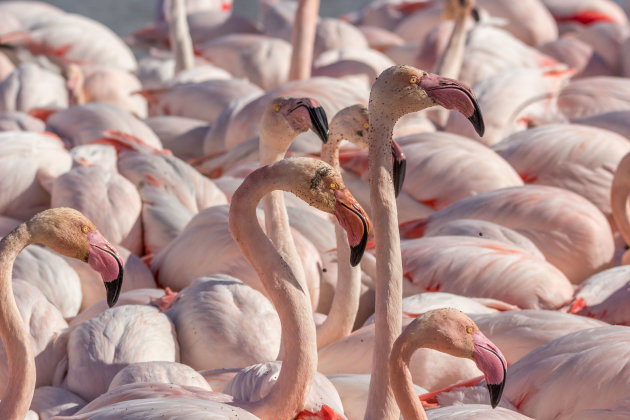 Flamingo's zo ver de lens reikt