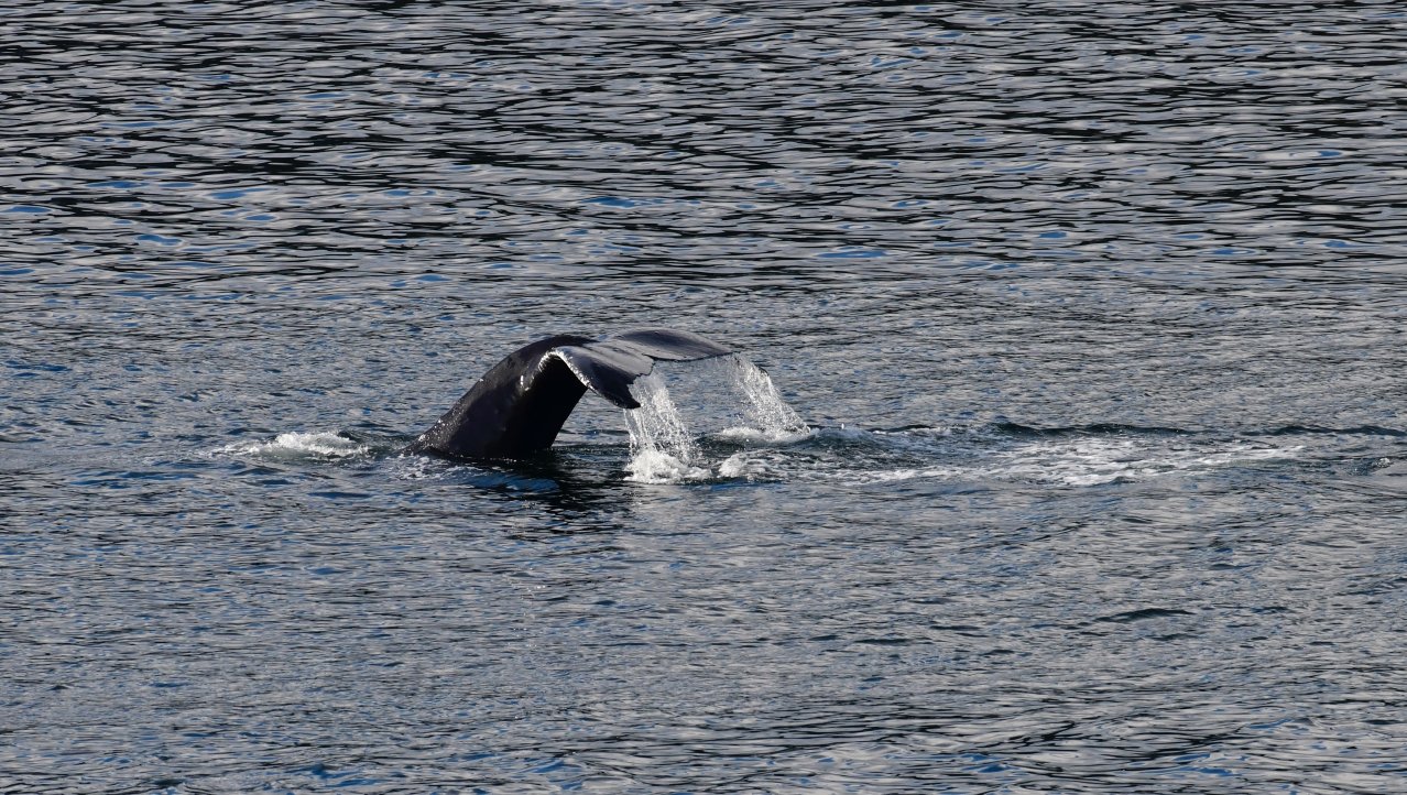 Juneau walvissen spotten