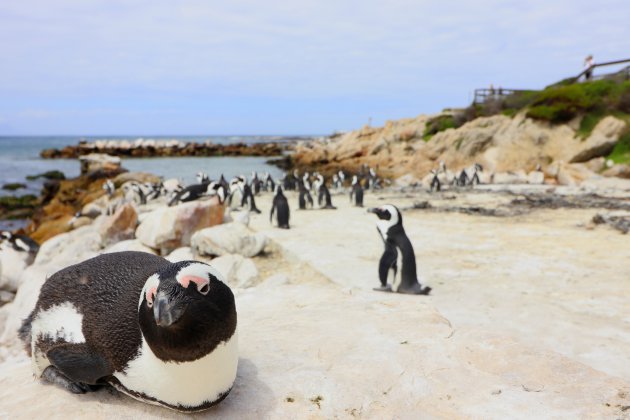 Pinguins kijken in Betty's Bay