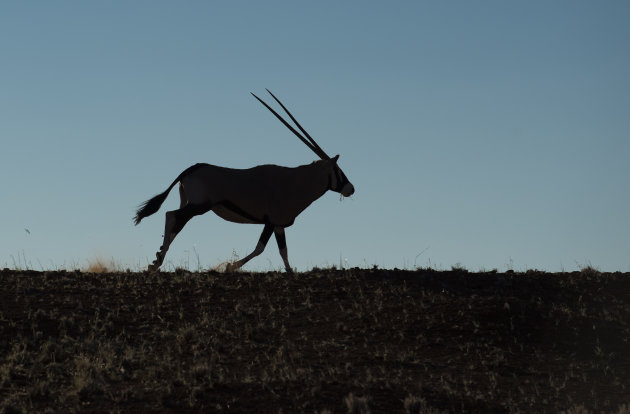 silhouet oryx