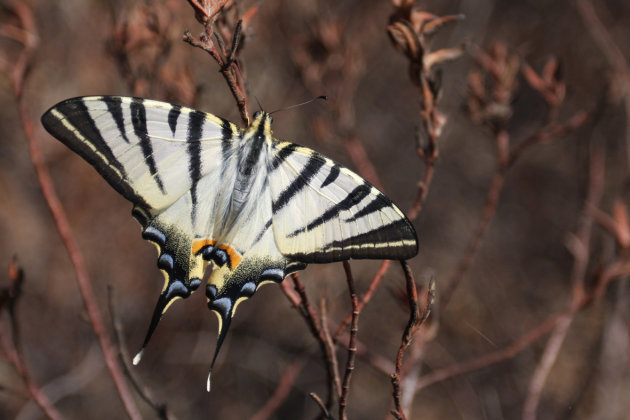 Scarce swallowtail 