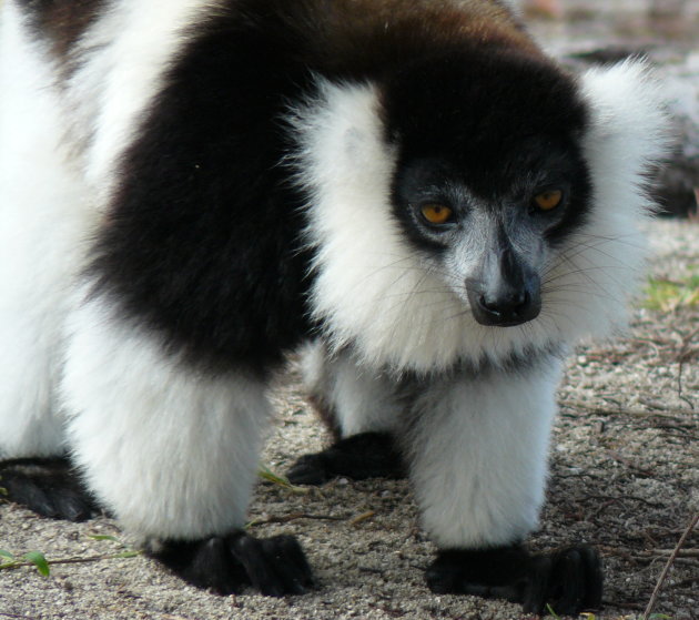 Lemur / Maki