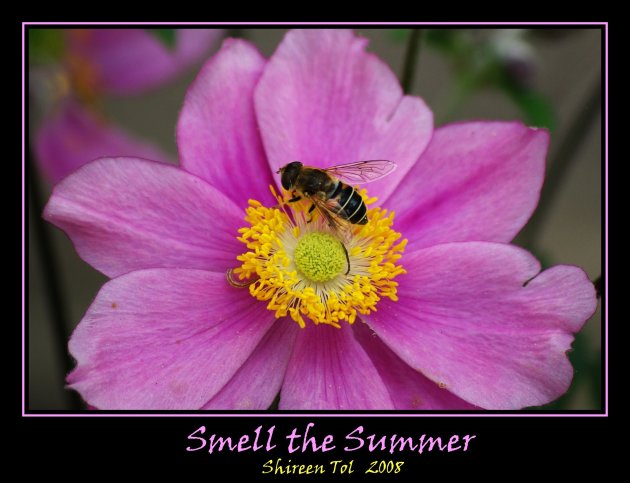 Smell the Summer