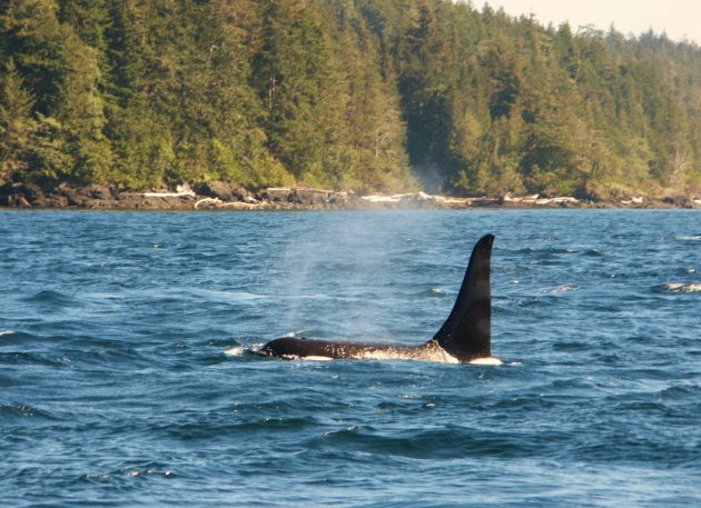 Orca, Vancouver Island